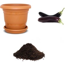 Nadir Diyarbakır Kemer Patlıcan Tohumu Ekim Seti