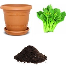 Ithal Çin Yaprak Lahana Tohumu Ekim Seti