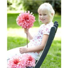 Karışık Nadir Ithal Dev Dahlia Çiçeği Tohumu 5 Adet Tohum