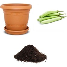 Nadir Endonezya Yeşil Kemer Patlıcan Tohumu Ekim Seti