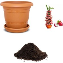 Saksılık Ejder Meyvesi Tohumu Ekim Seti