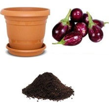 Adana Patlıcanı Tohumu Ekim Seti