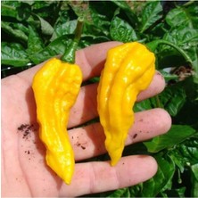 10 Adet Sarı Bhut Jolokia Biber Tohumu