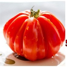 10 Adet Italyan Ceneviz Domates Tohumu