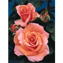 10 Adet Gül Kurusu Renkli Gül Çiçeği Tohumu