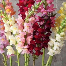 Antirrhinum Majus Pumilum Dwarf Mix Çiçek Tohumu