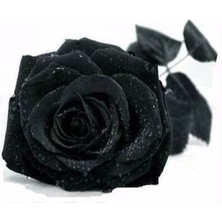 5 Adet Siyah Gül Tohumu