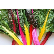ÇınarTohum 20 Adet Rainbow Swiss Pazı Tohumu