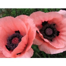 5 Adet Princess Victoria Louise Orıental Poppy Tohumu