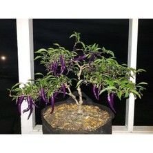 ÇınarTohum 20 Adet Buena Mulata Purple Hot Biber Tohumu