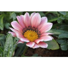10 Adet Pink White Gazania Tohumu