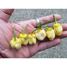 20 Adet White Biber Tohumu