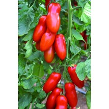 San Marzano Domates Tohumu / 5+ Adet Tohum