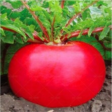 Nadir Ithal Endonezya Dev Turp Tohumu 20 Adet Tohum