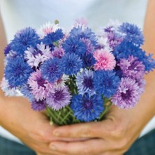 10 Adet Cornflower Mix Tohumu