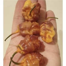 ÇınarTohum 20 Adet Adrenalina Purple Orange Biber Tohumu