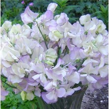 10 Adet Organic Sweet Pea High Scent Tohumu