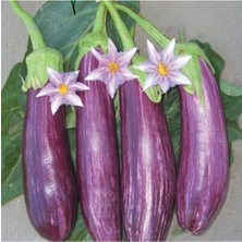 Alacalı Çizgili Patlıcan Tohumu