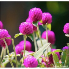 Pembe Medine Çiçeği (Hanım Düğmesi) Çiçek Tohumu 10 15 Adet