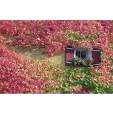 10 Adet Boston Ivy Tohumu