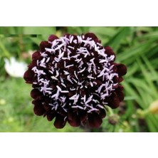 5 Adet Mourning Bridge Scabiosa Day & Night Mix Tohumu