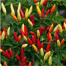 Tabasco Acı Biber Tohumu