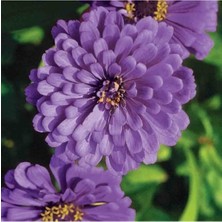 Dahlia Çiçekli Dream Rosy Lavender Zinya Çiçeği Tohumu