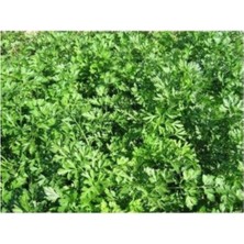 Maydonoz Tohumu 1000+ Tohum