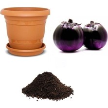 Ithal Elma Patlıcanı Tohumu Ekim Seti