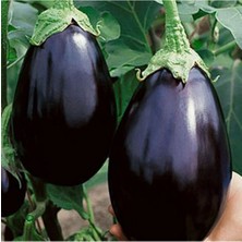 20 Adet Siyah Tombul Patlıcan Tohumu