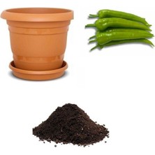 Acı Çarliston Biber Tohumu Ekim Seti