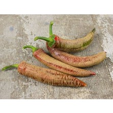 Rezha Macedonian Acı Biber Tohumu