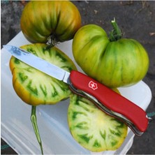 20 Adet Tasty Evergreen Domates Tohumu