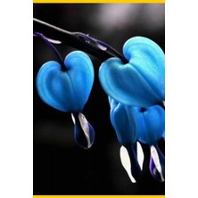 Mavi Kanayan Kalp Çiçeği DICENTRA10 Adet