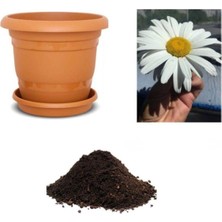 Nadir Ithal Dev Alaska Papatyası Tohumu Ekim Seti