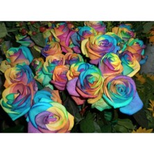 10 Adet Gökkuşağı Gül Tohumu