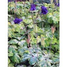 ÇınarTohum 10 Adet Rare Variegated Columbine Tohumu