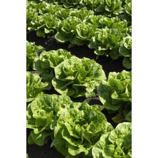 Geleneksel Yedikule Marul Tohumu / 40 Adet Tohum