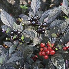 Siyah Inci Acı Biber Tohumu