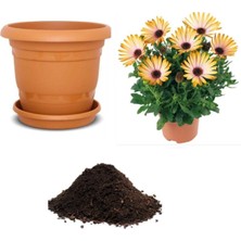 Nadir Koyun Gözü Çiçeği Tohumu Ekim Seti