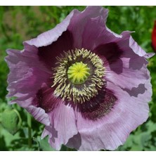 ÇınarTohum 5 Adet Giant Purple Poppy Tohumu