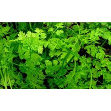 250 Adet Frenk Maydanozu Tohumu