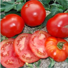 John Baer Domates Tohumu