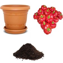 Tatlı Domates Biberi Tohumu Ekim Seti