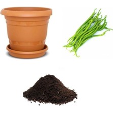 Acı Kıl Biber Tohumu Ekim Seti