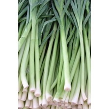 Yerli Inegöl Pırasa Tohumu 20 Adet Tohum