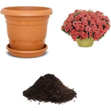 Karışık Mine Çiçeği Tohumu Ekim Seti