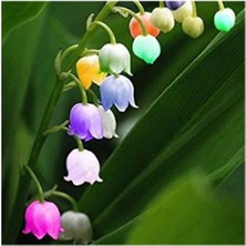 Nadir Çan Orkide Tohumu 5 Adet Tohum Çiçek Tohumu