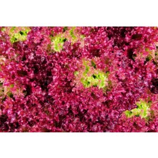 100 Adet Organic Ruby Red Leaf Marul Tohumu
