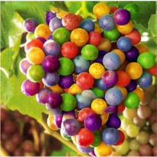 Nadir Ithal Renkli Üzüm Tohumu 10 Adet Tohum